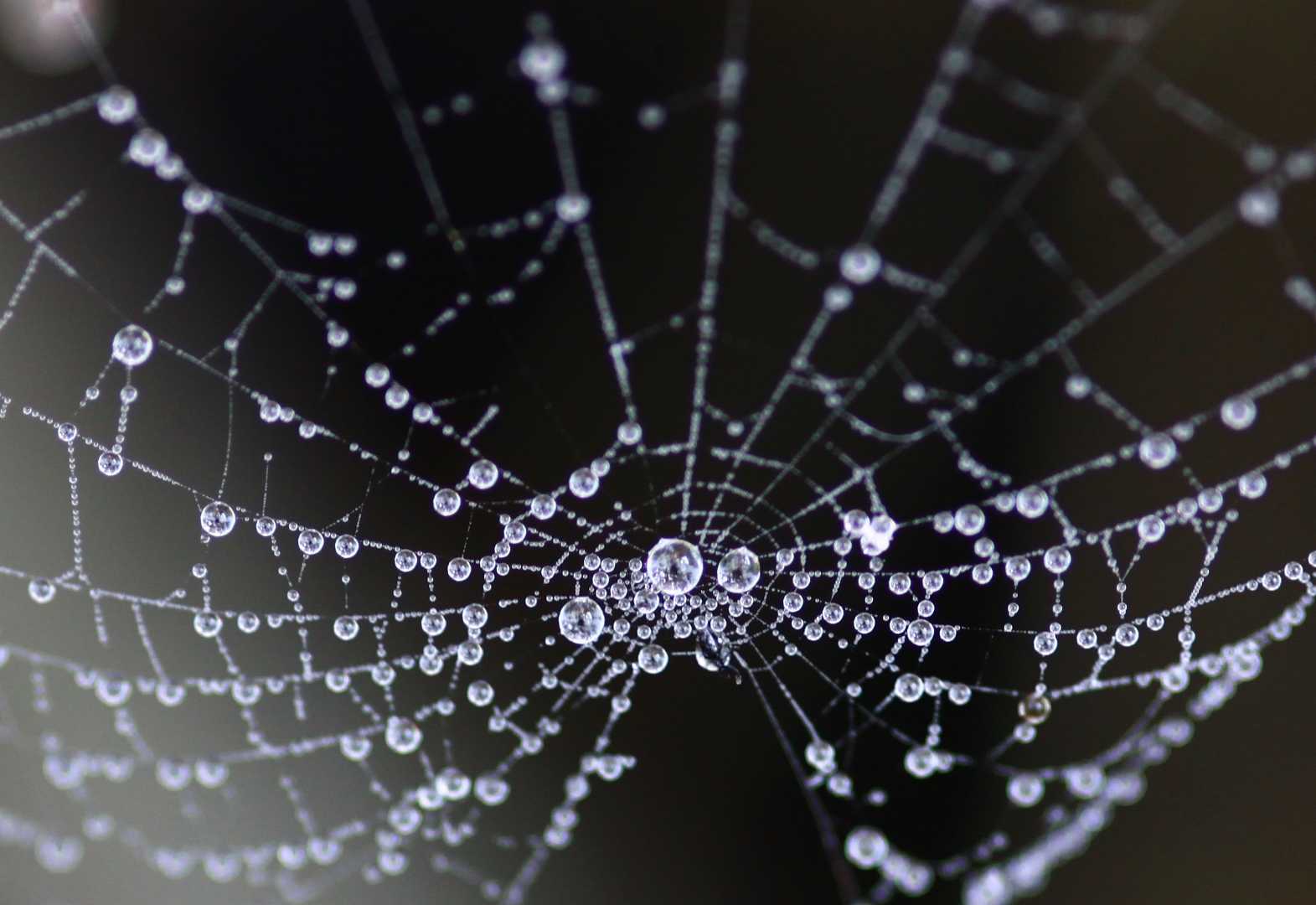 Wet Web