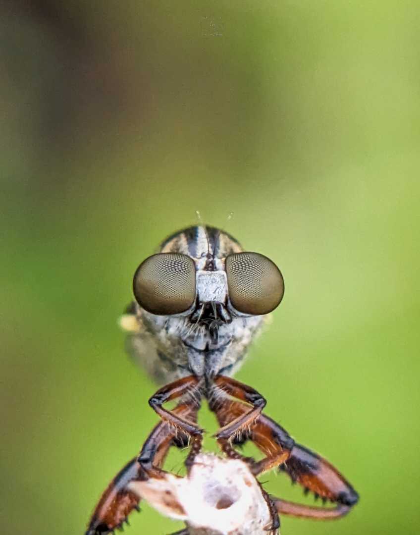 Robberfly