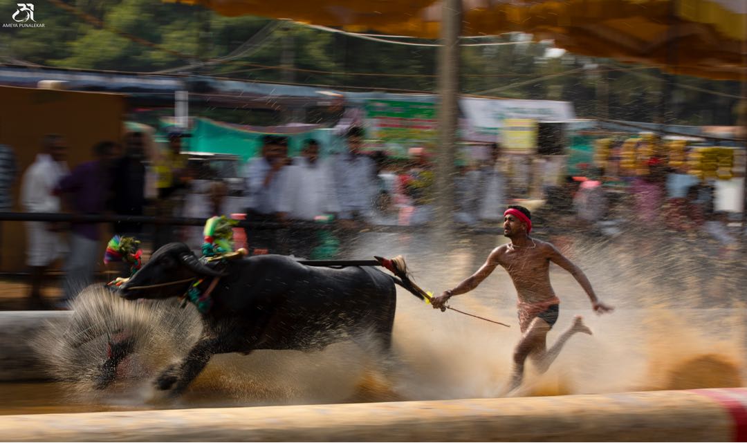 Kambala Bullock Race. 