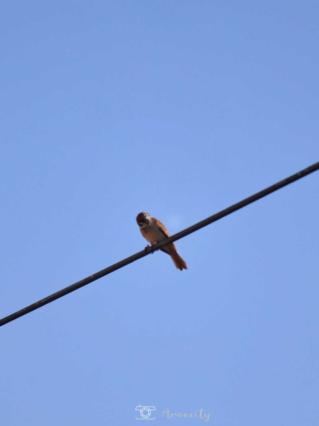 Burung gereja