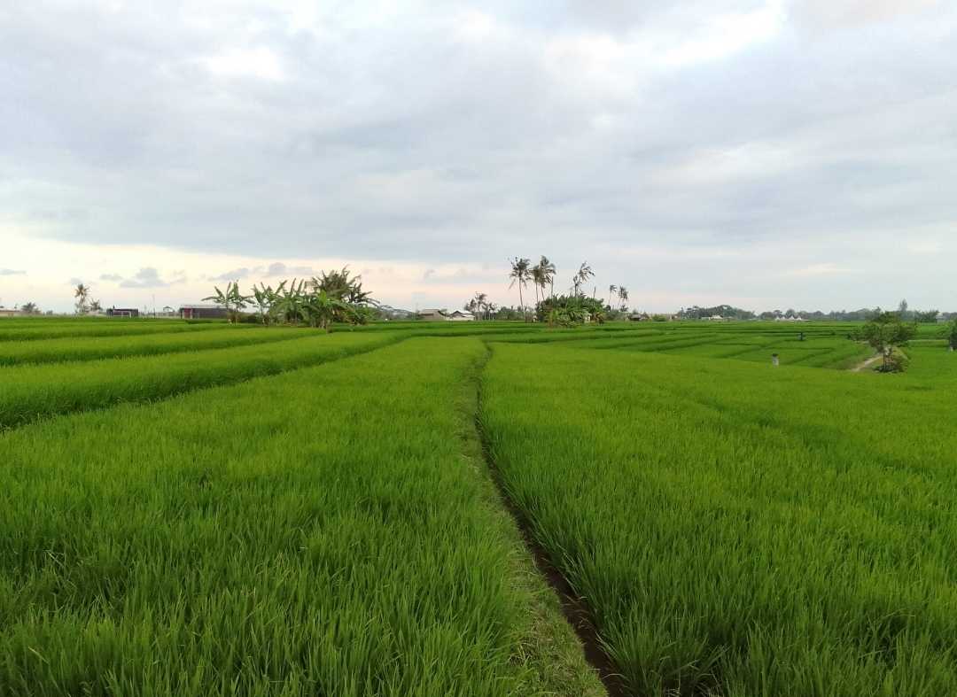 Nature One