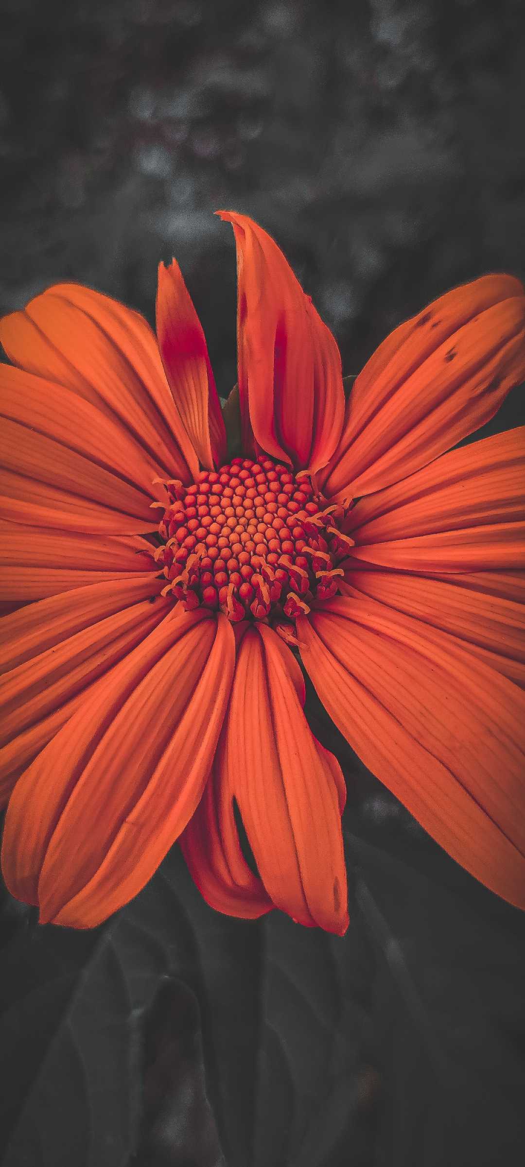 BLOOM