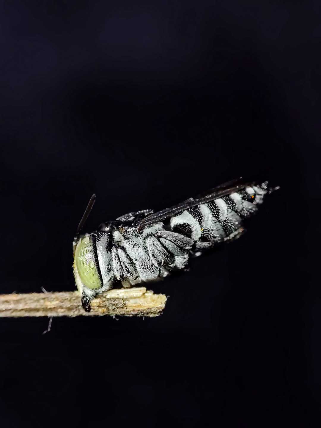 Apidae