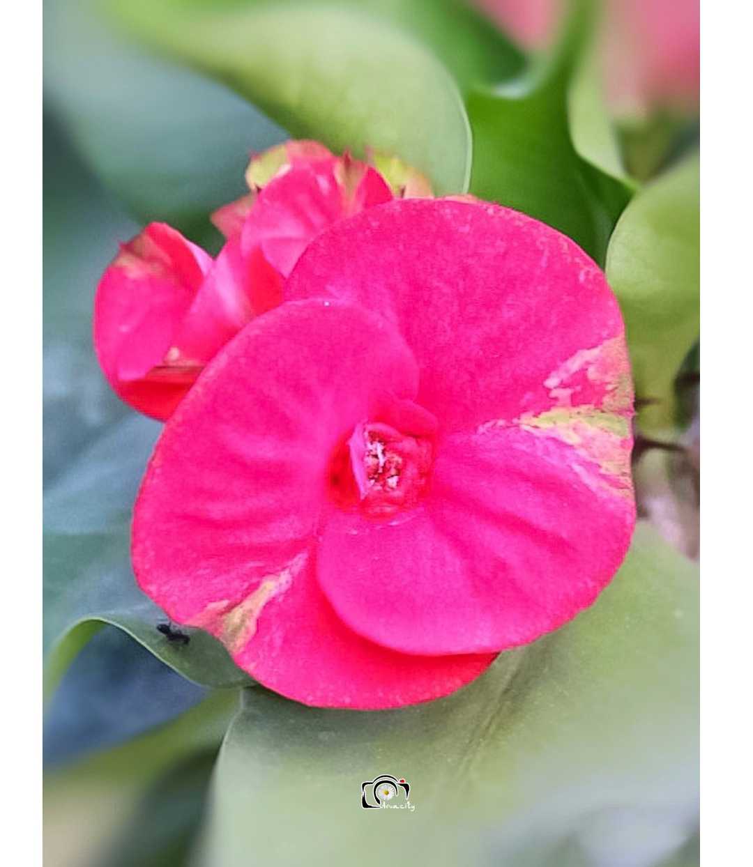 Mahkota Duri (Euphorbia Milii)