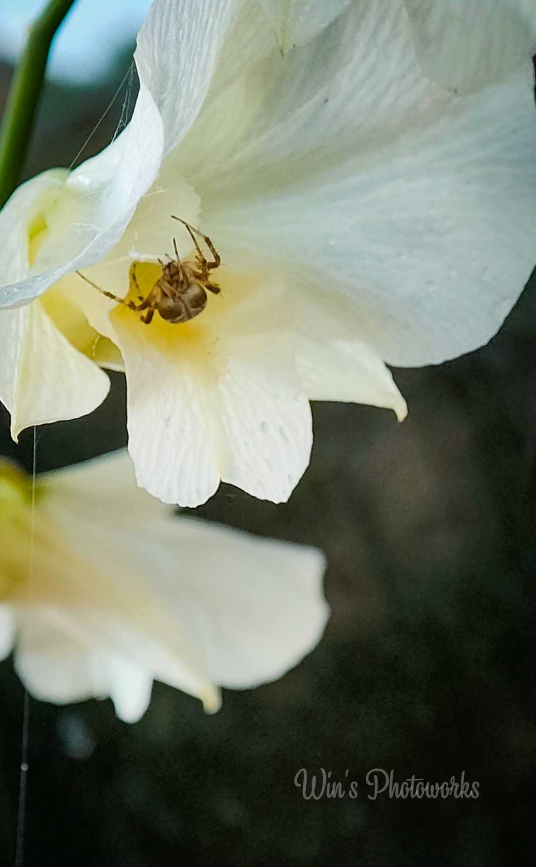 Larinioides cornutus

