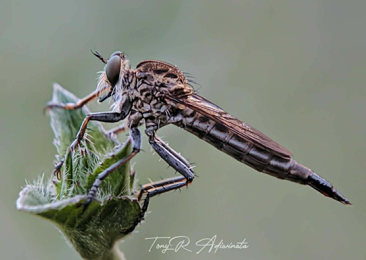 ROBBER FLY