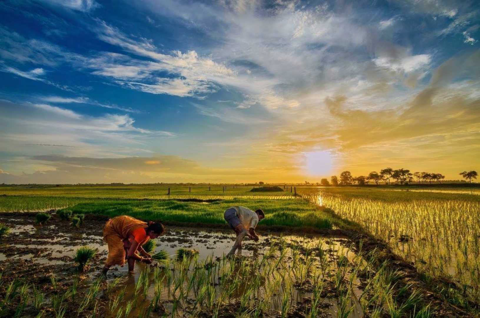 Cultivation