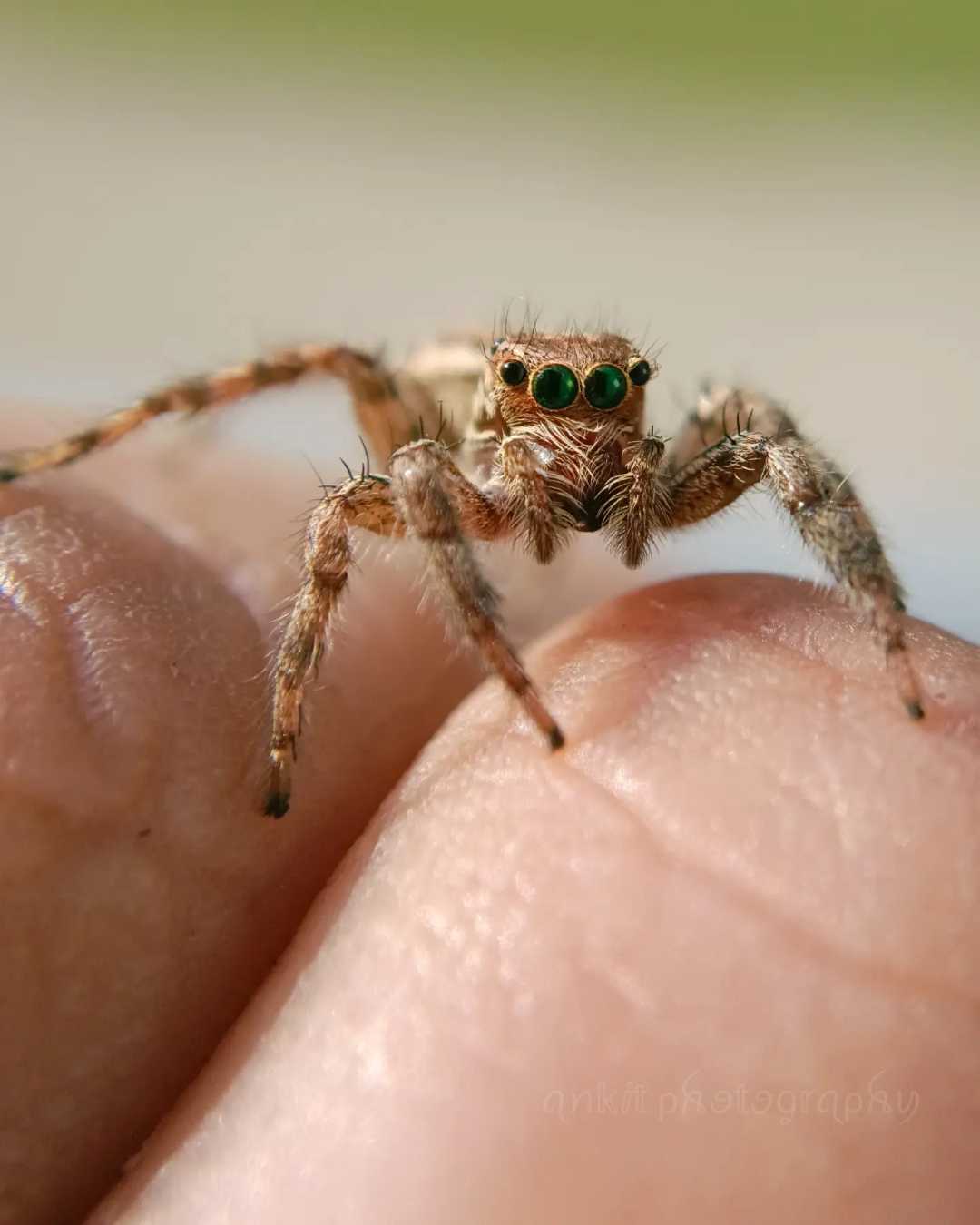 our New spideyy friend 