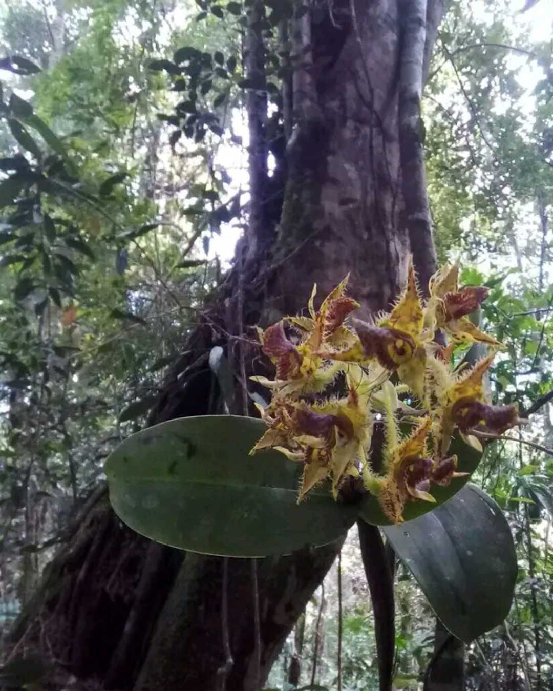 Dendrobium Microphyllum Var Ternatense