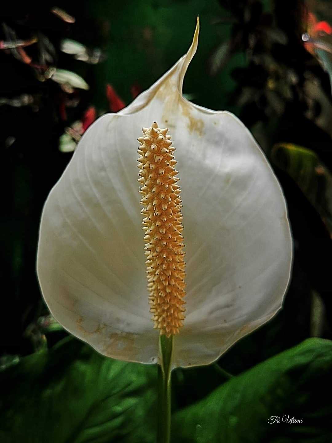 Lily Perdamaian 