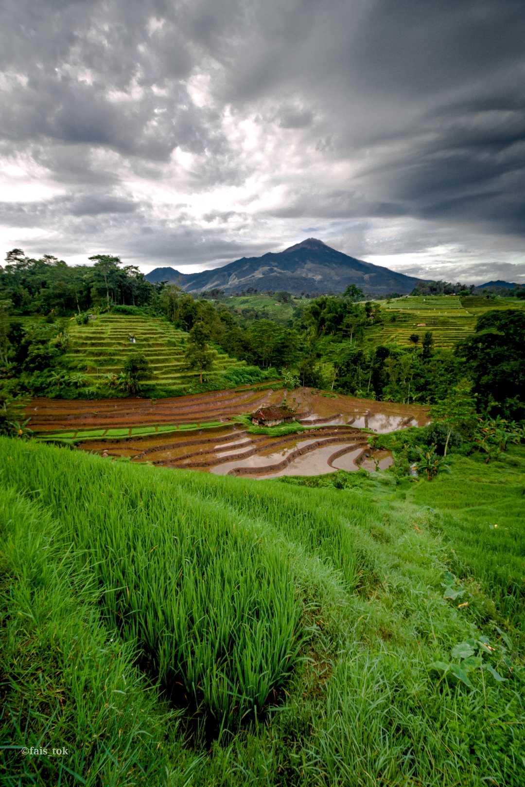 persawahan
