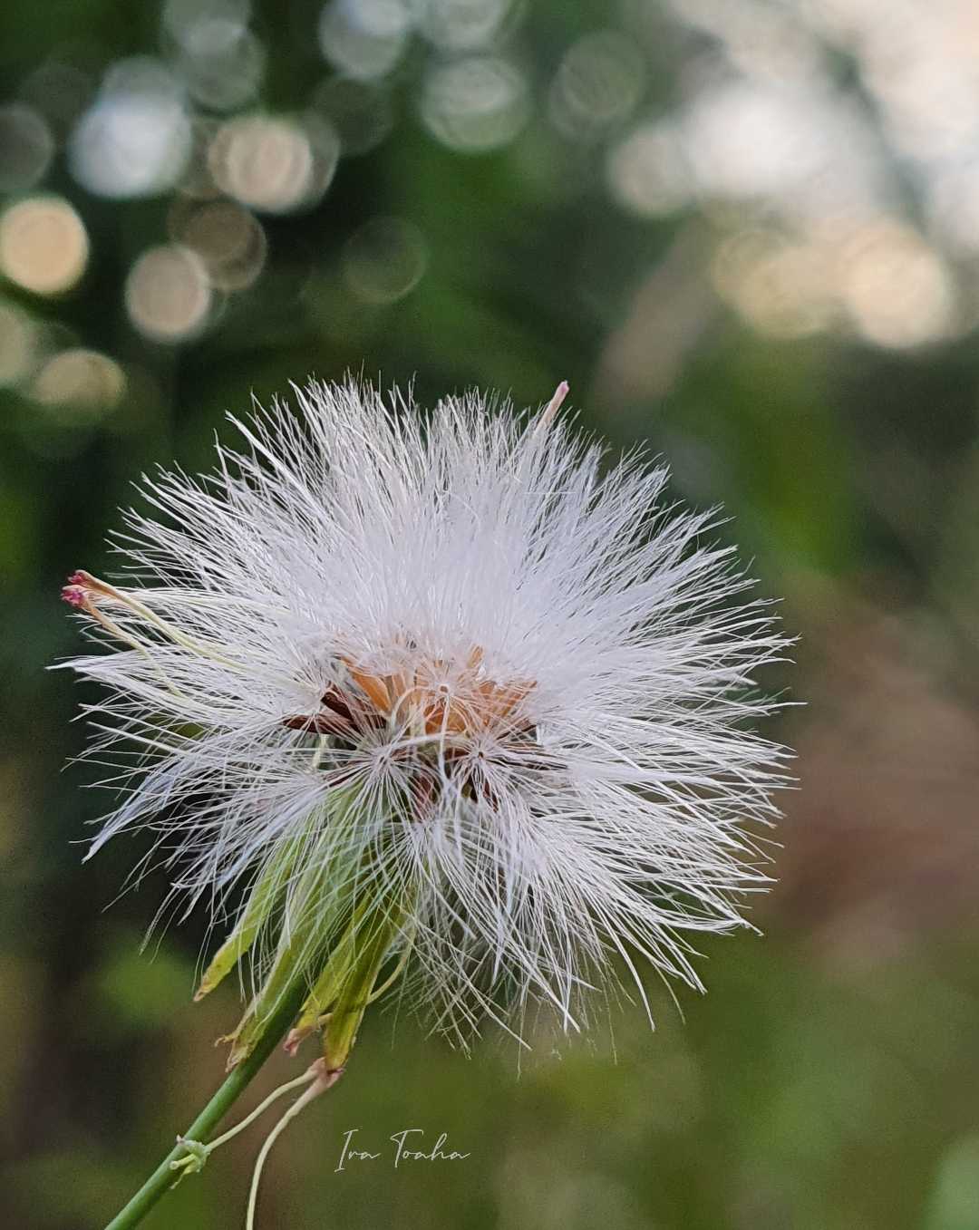 Bunga Sintrong