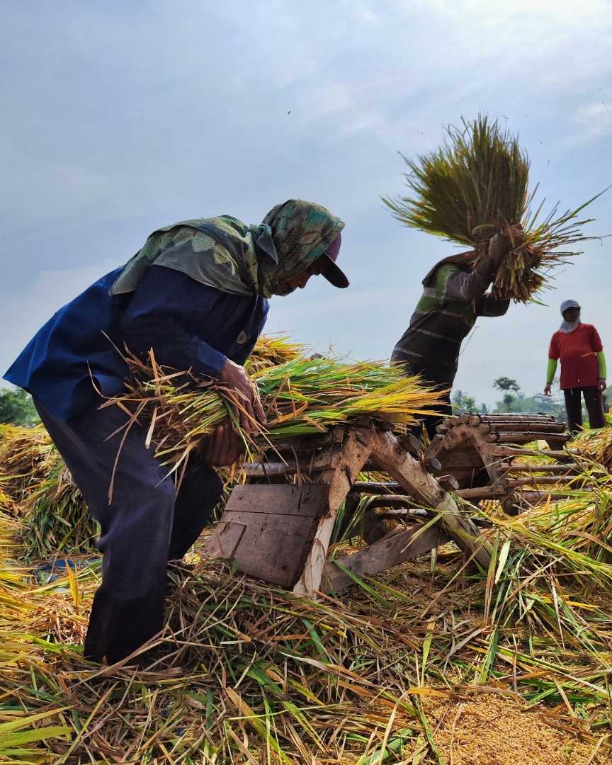 aktivitas petani