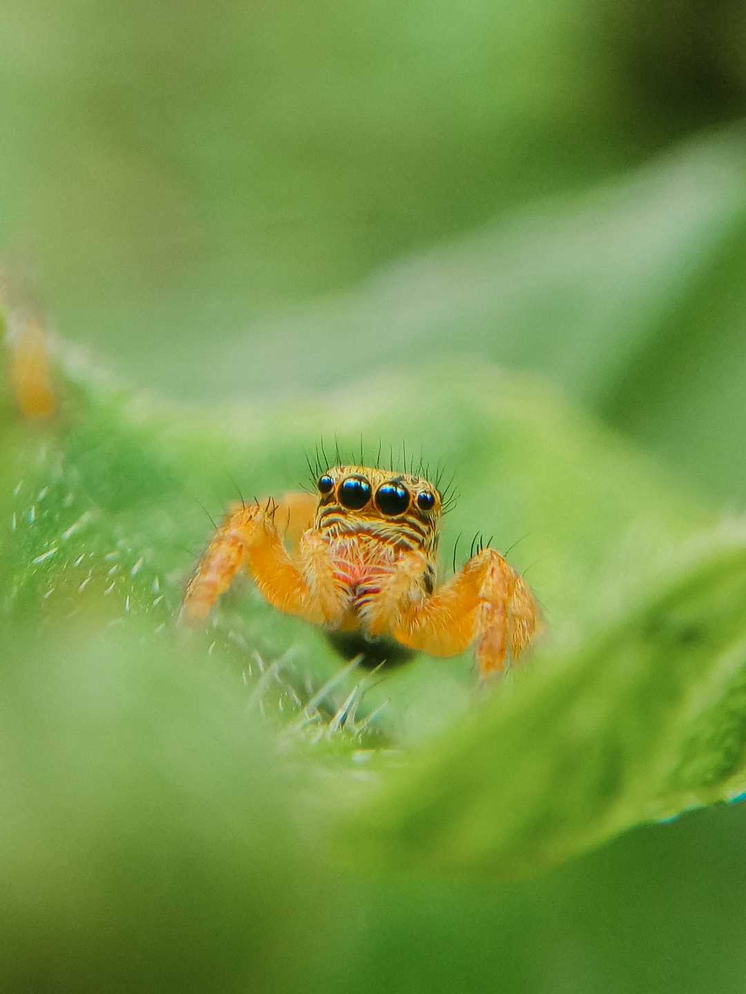 spideyyyy
