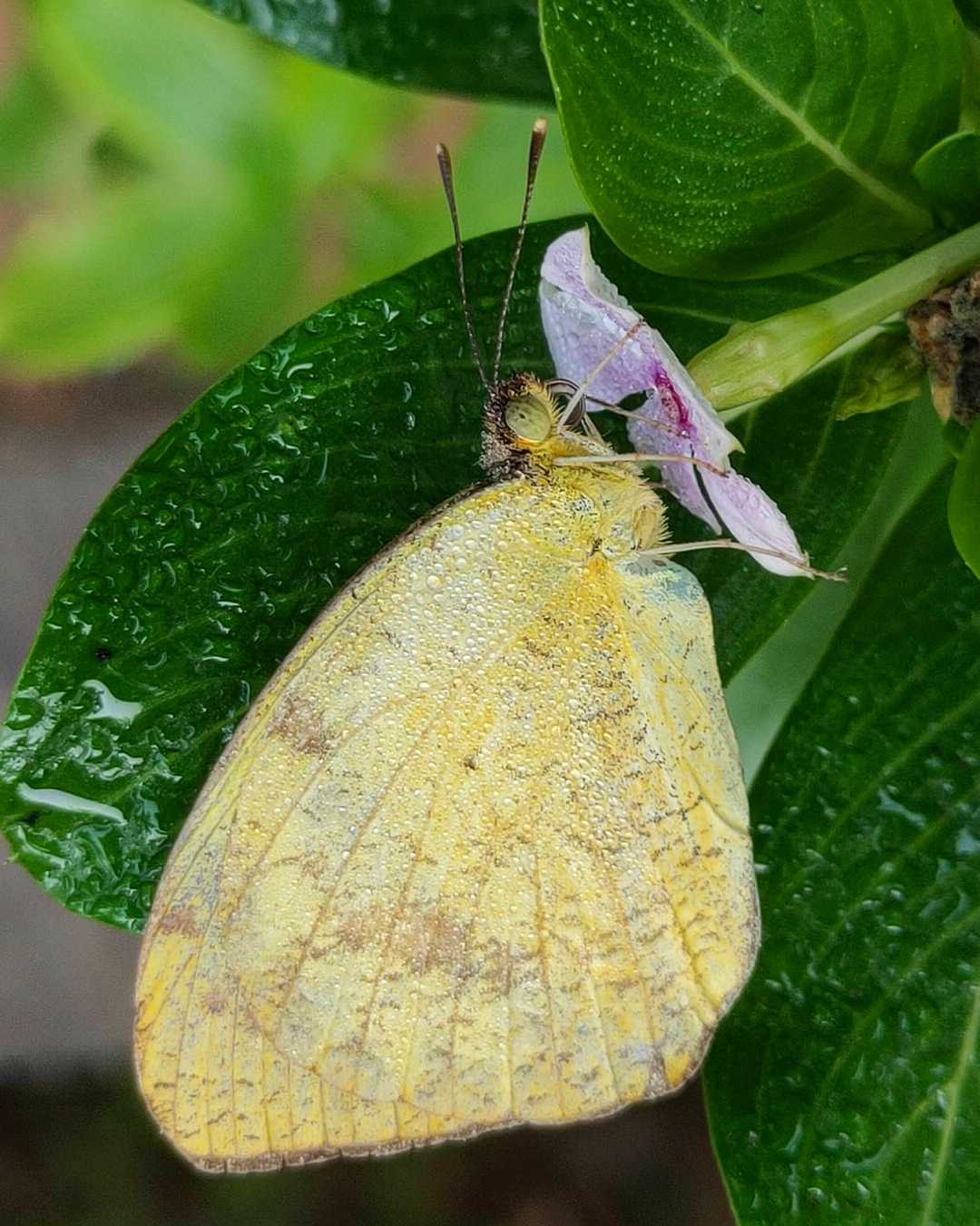 Grass yellow on winter morning