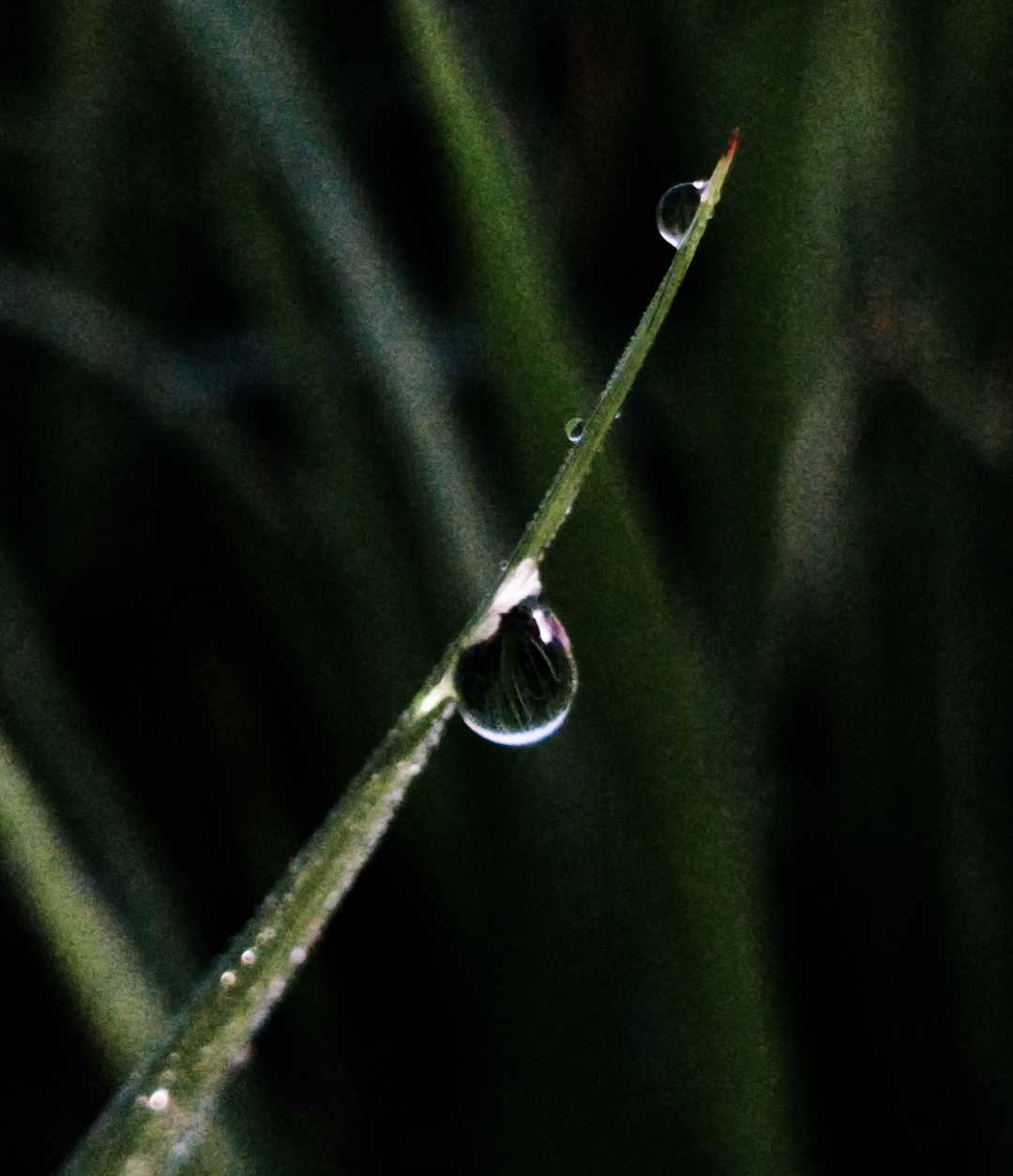 Morning Drops 