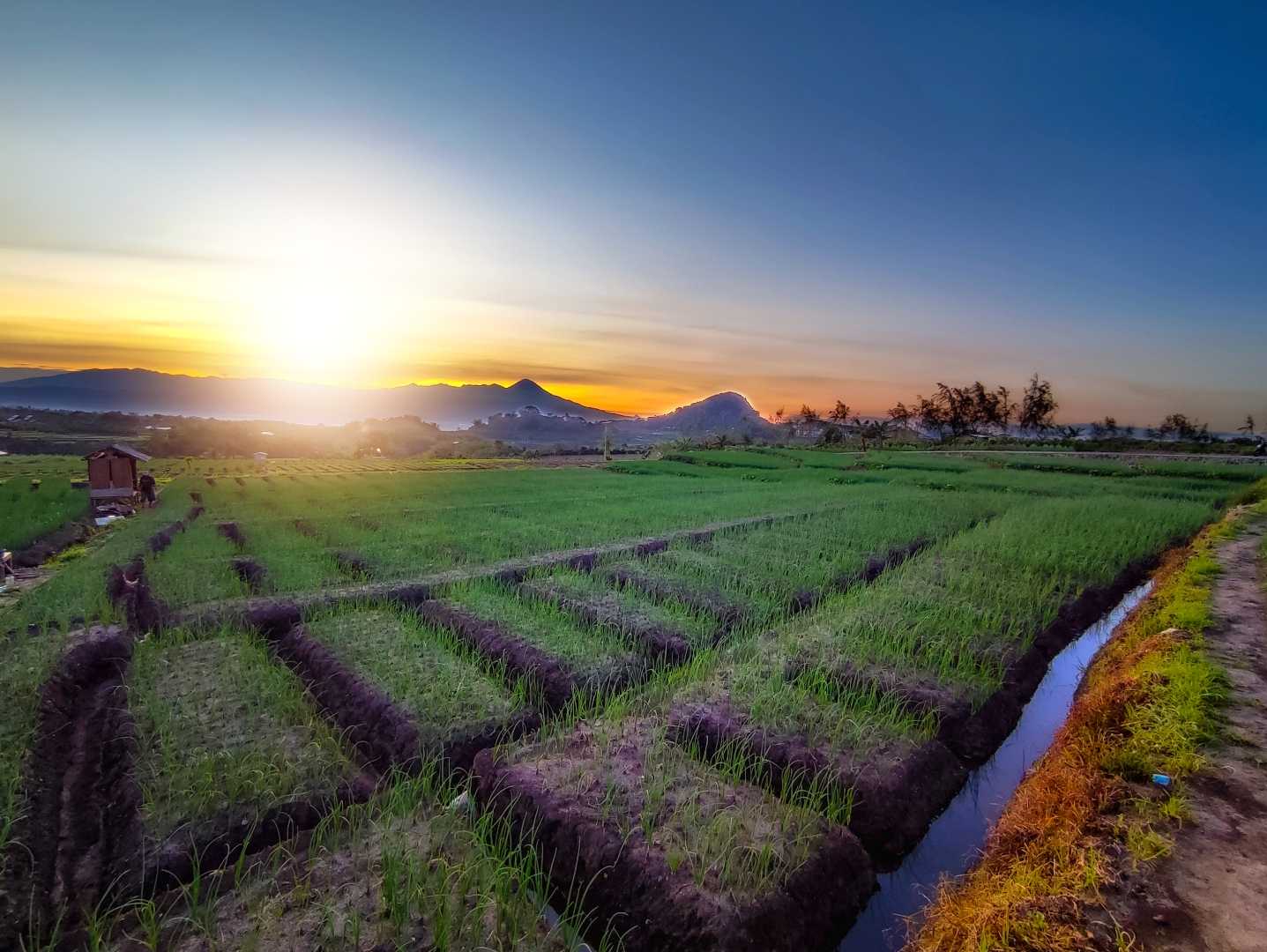 sunrise di sawah