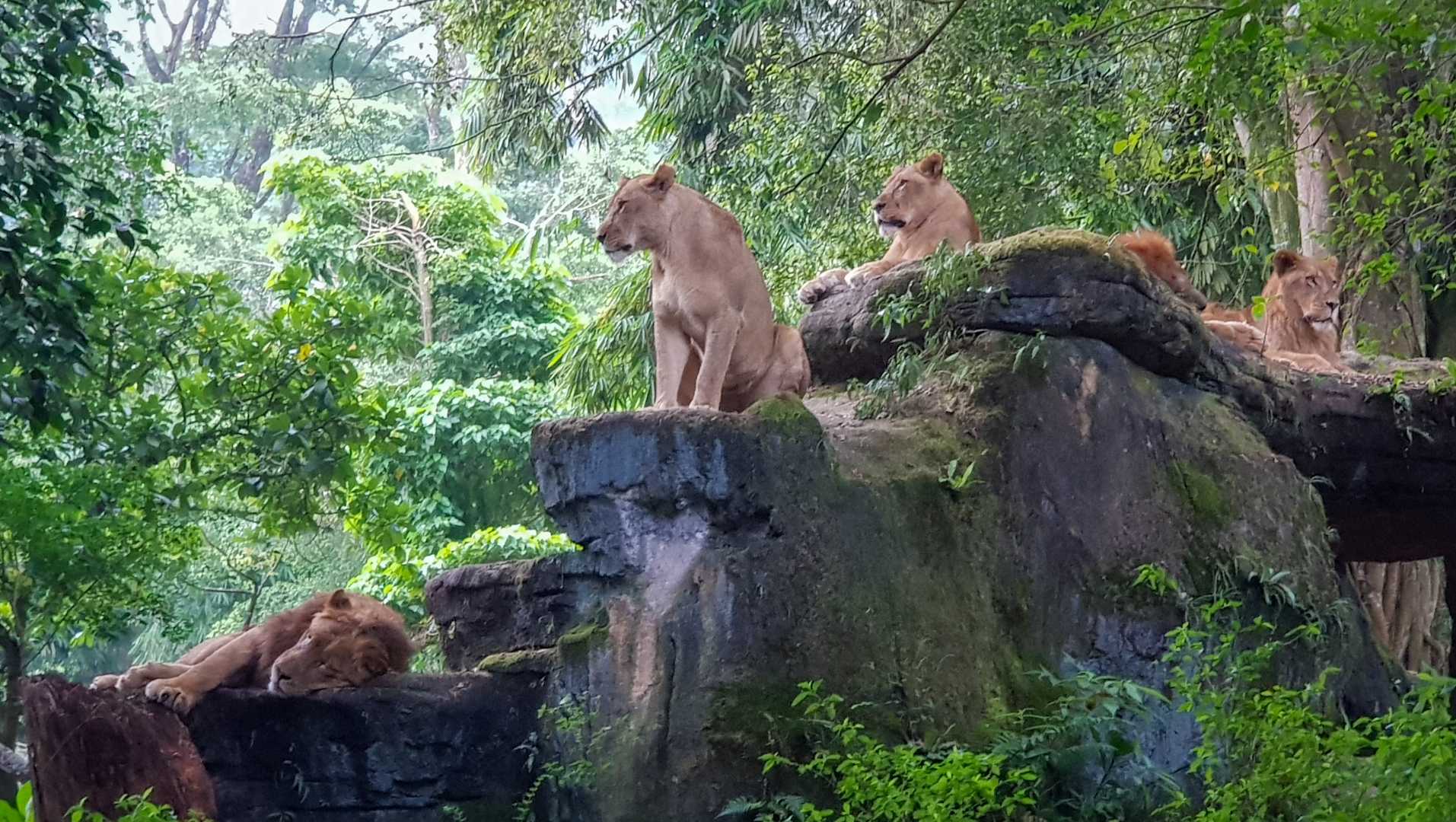 The Lion Family