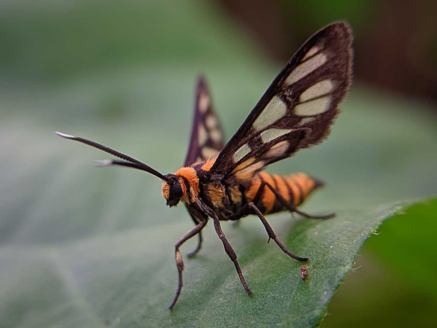 AMATA HUEBNERI