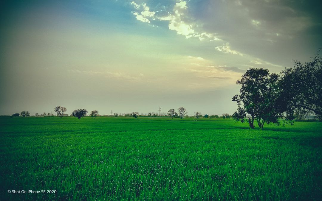 Field