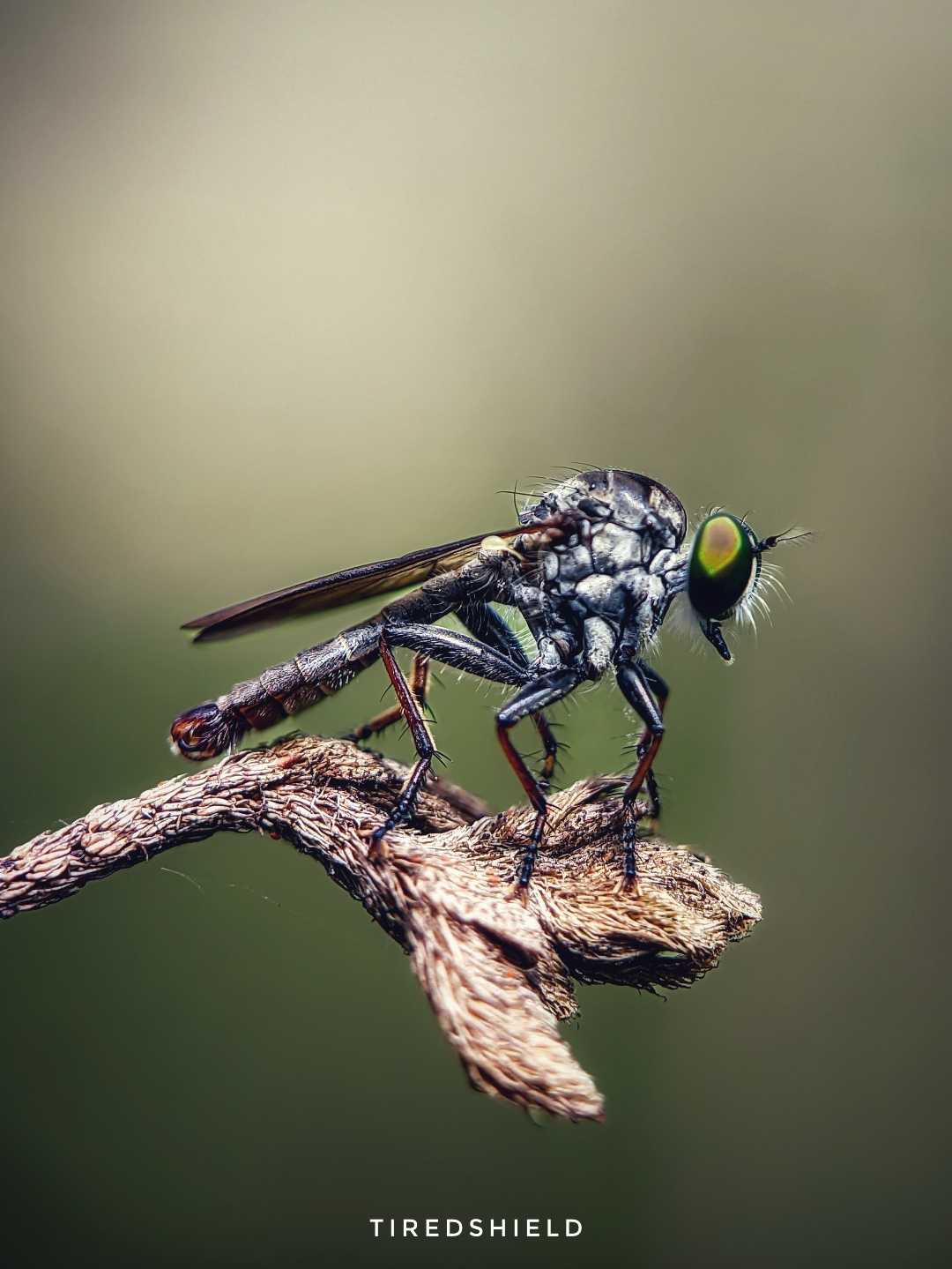 Robberfly 