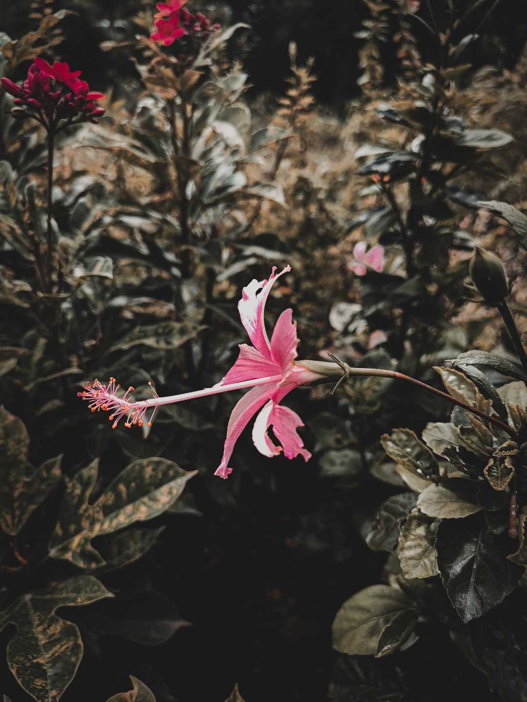 🌺❤️