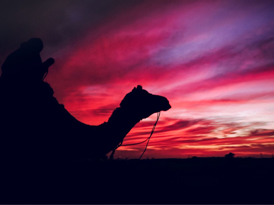 Desert Dusk & Camel