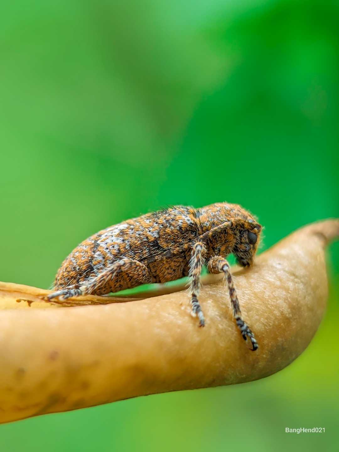 Mesosa