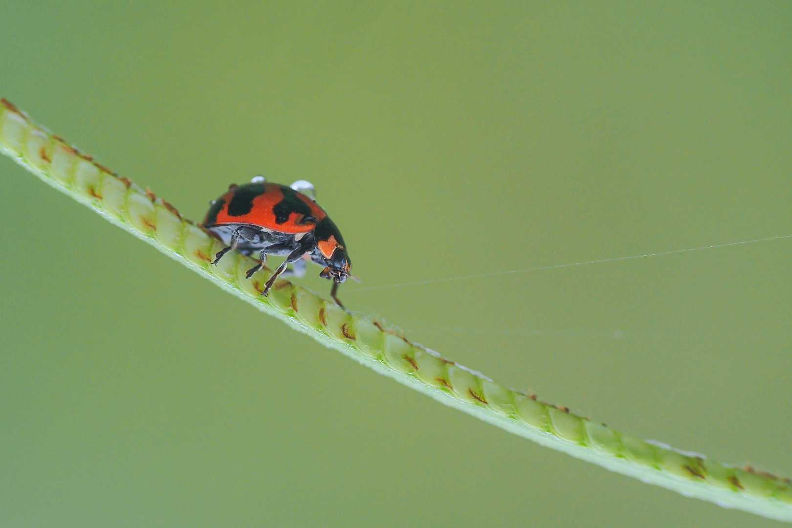 Ladybug Coccinella transversalis 
