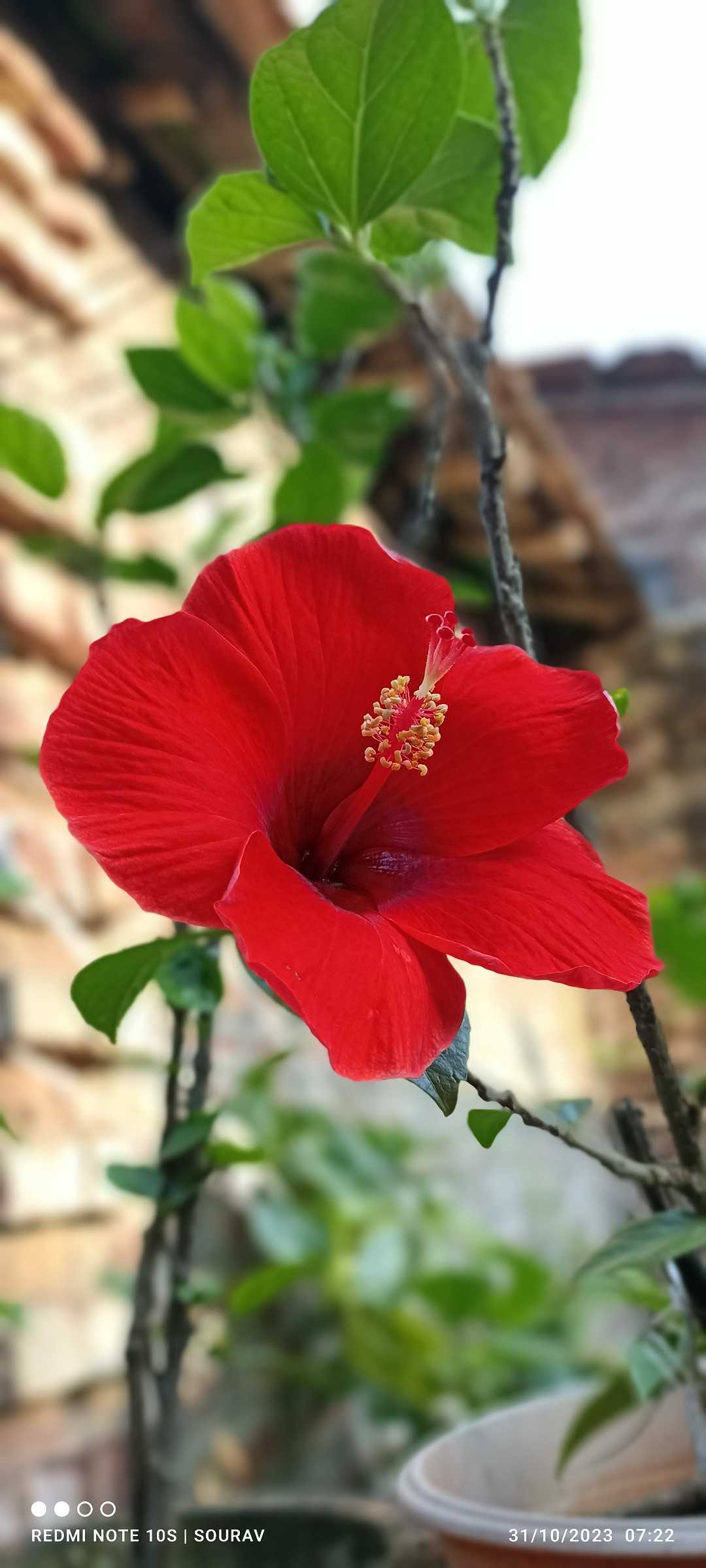 🌺🌺