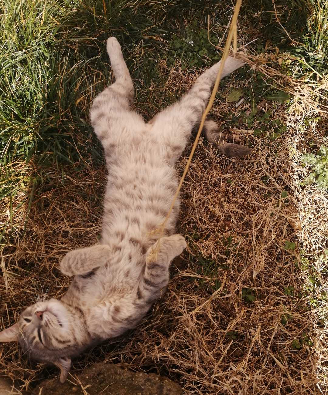 Kedilere bayılıyorum 