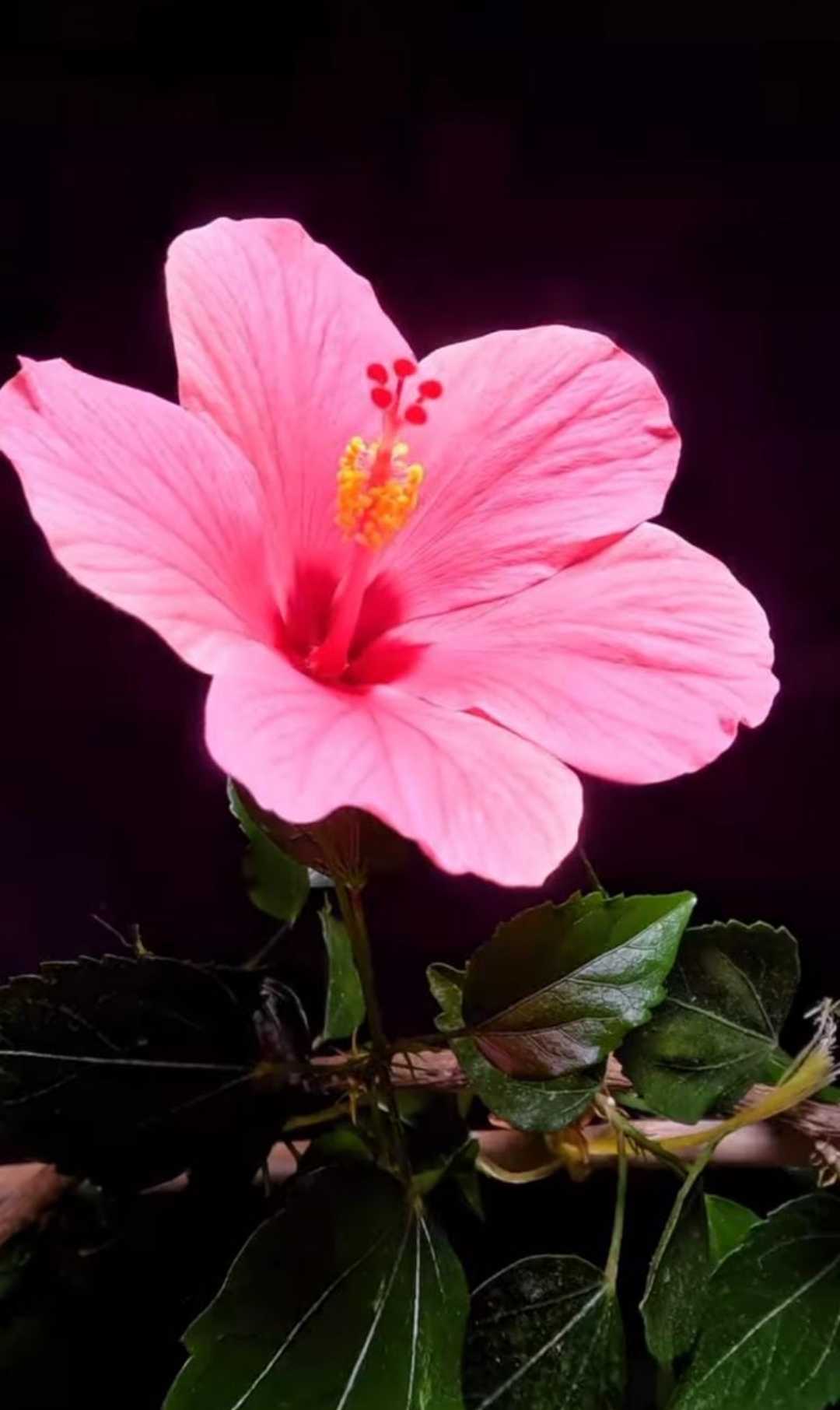 🌺