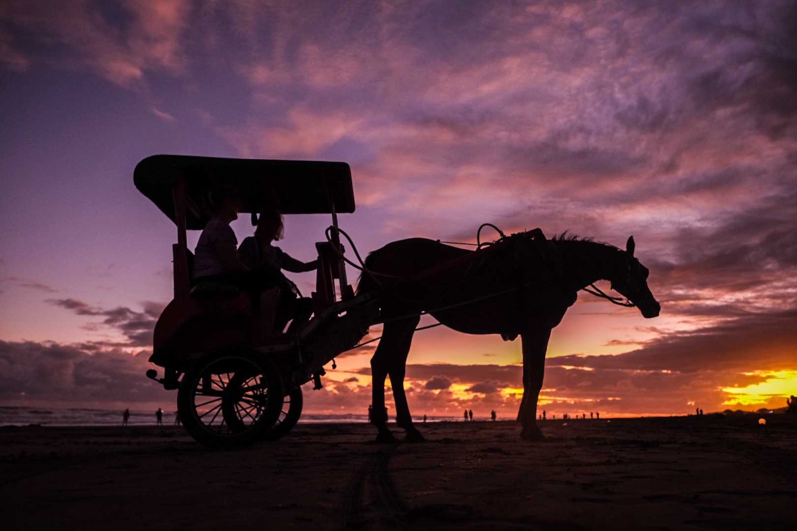 horse 