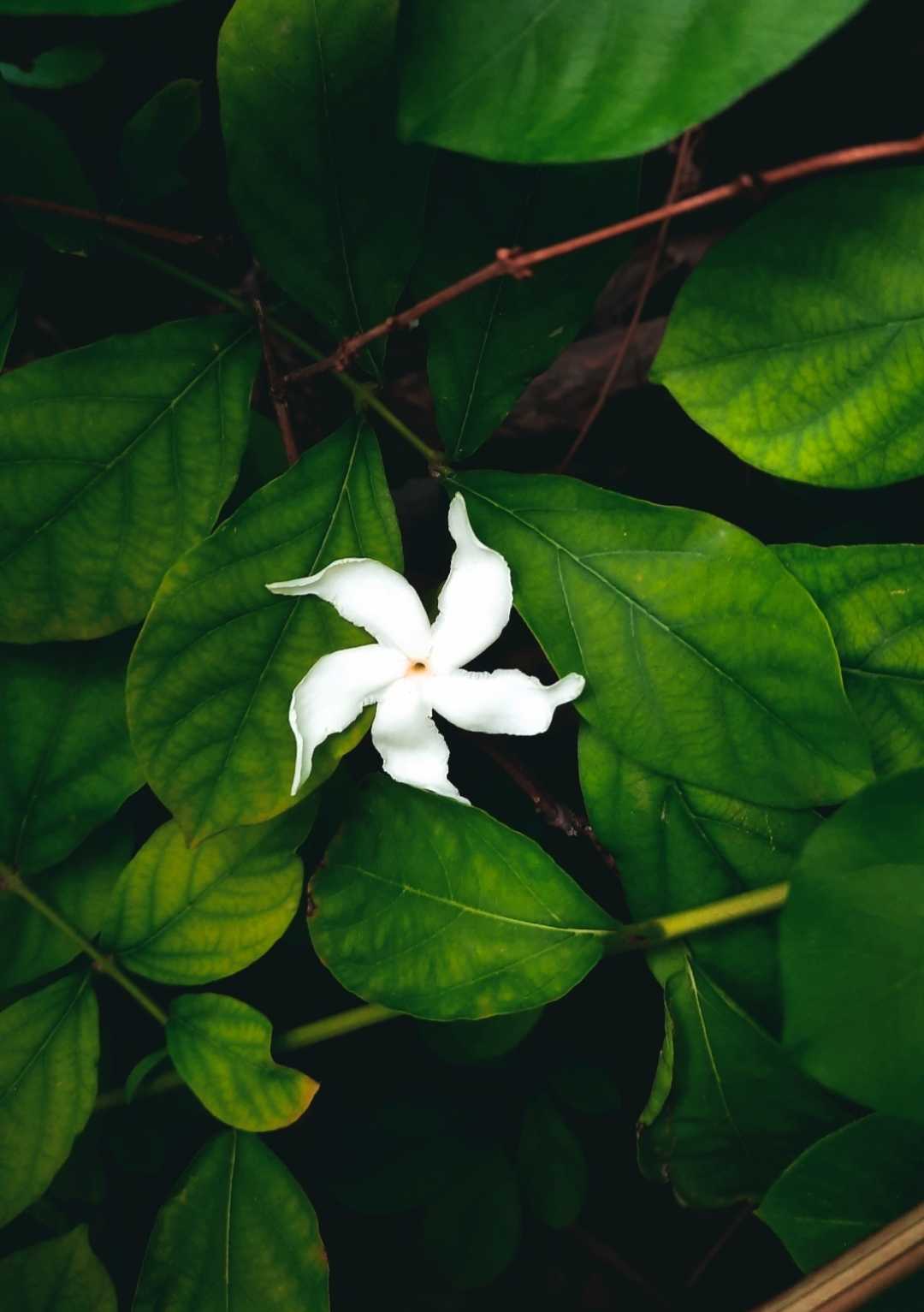 Flower photography 