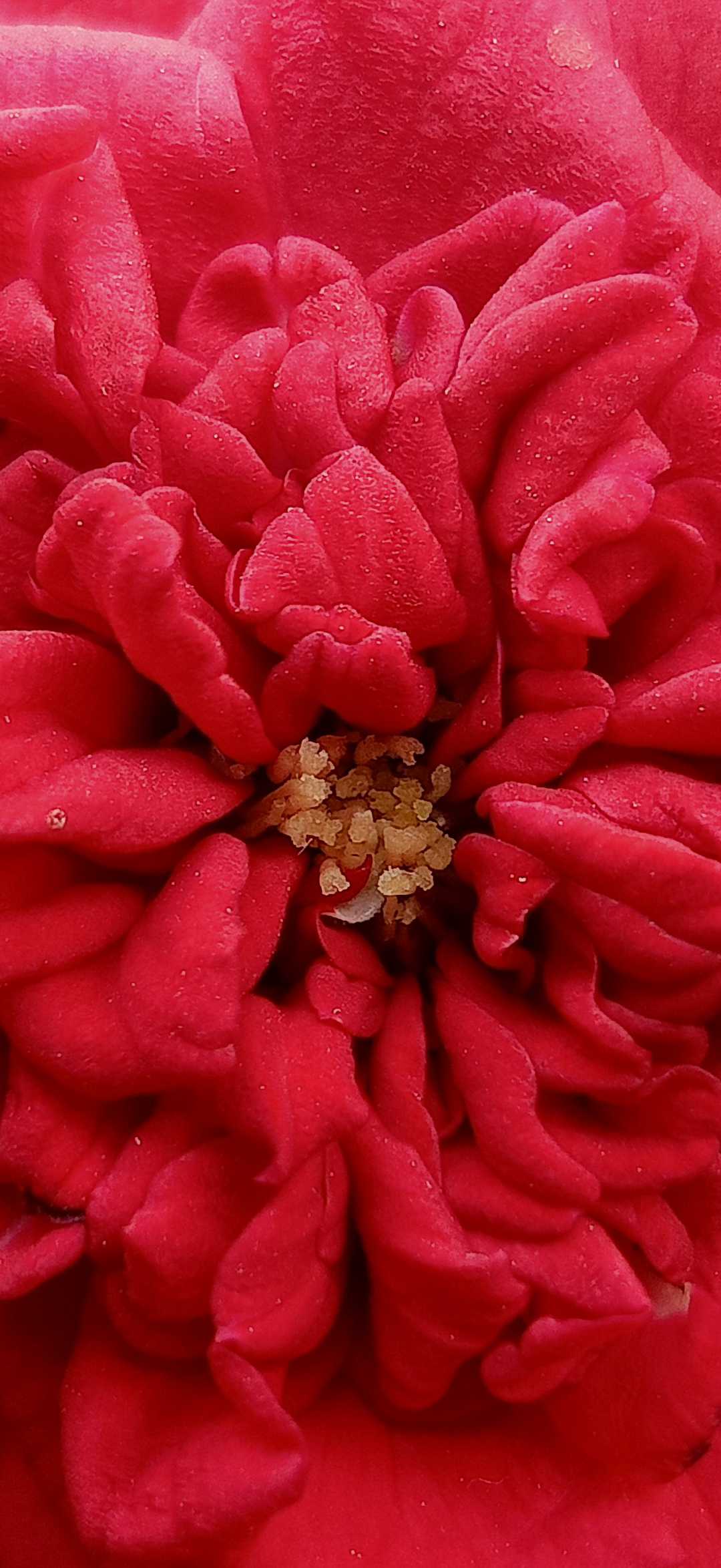 Rose 🌹✨
