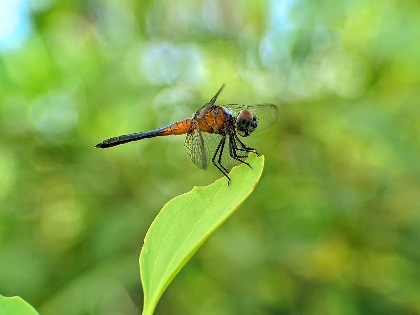 Dragon fly 🐝