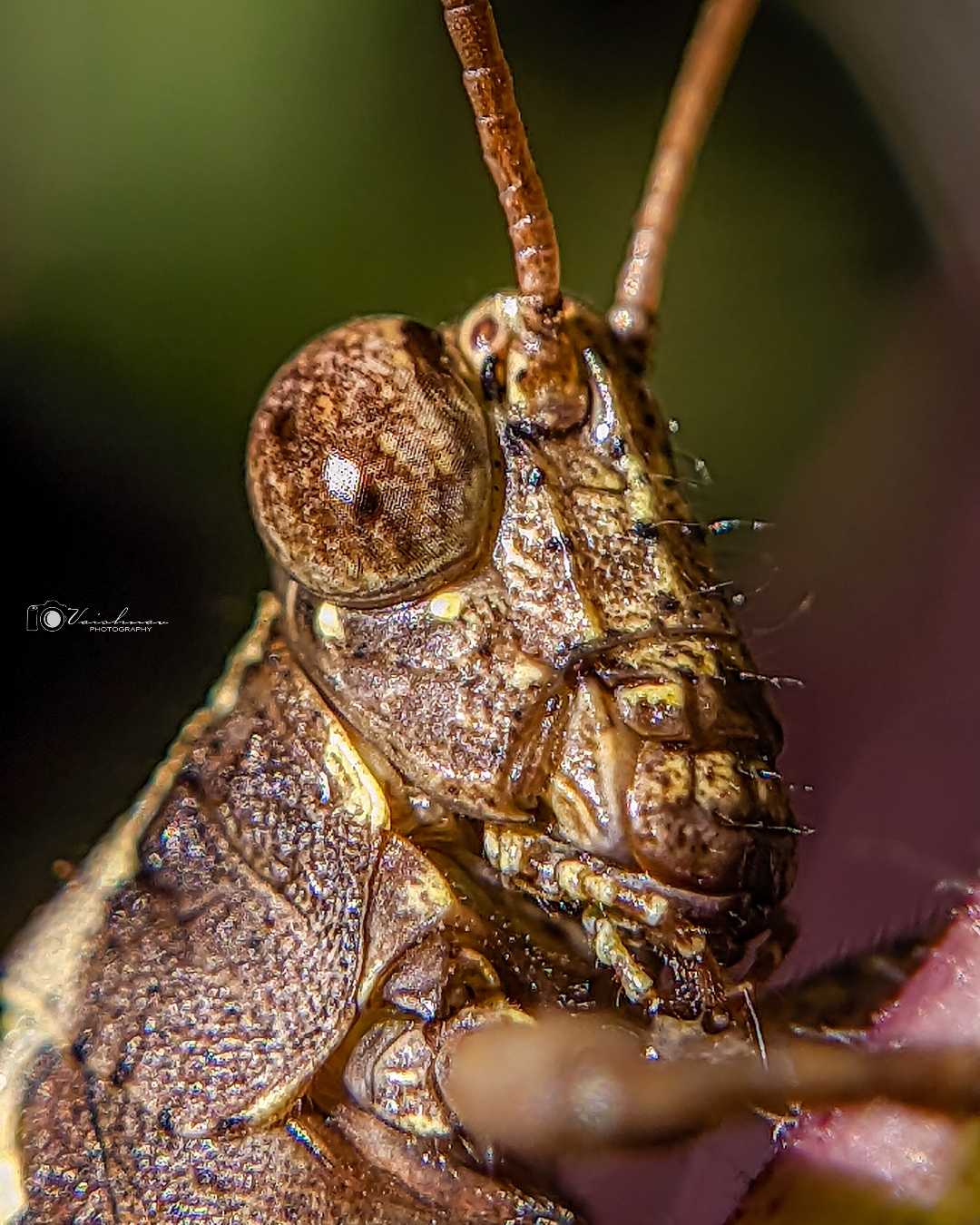 Those compound eyes 👀