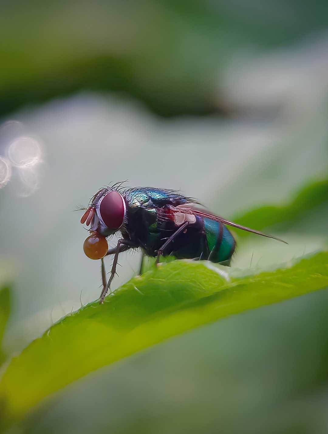 Lalat hijau