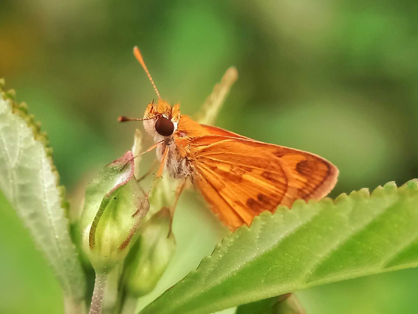 Potanthus omaha