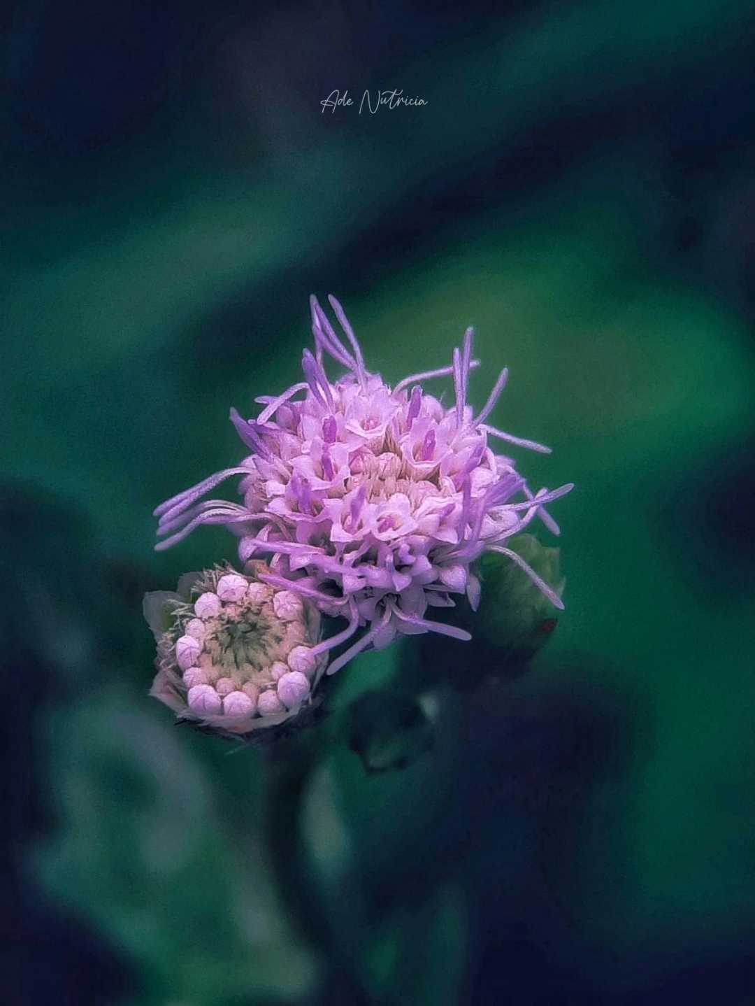 Bunga Rumput