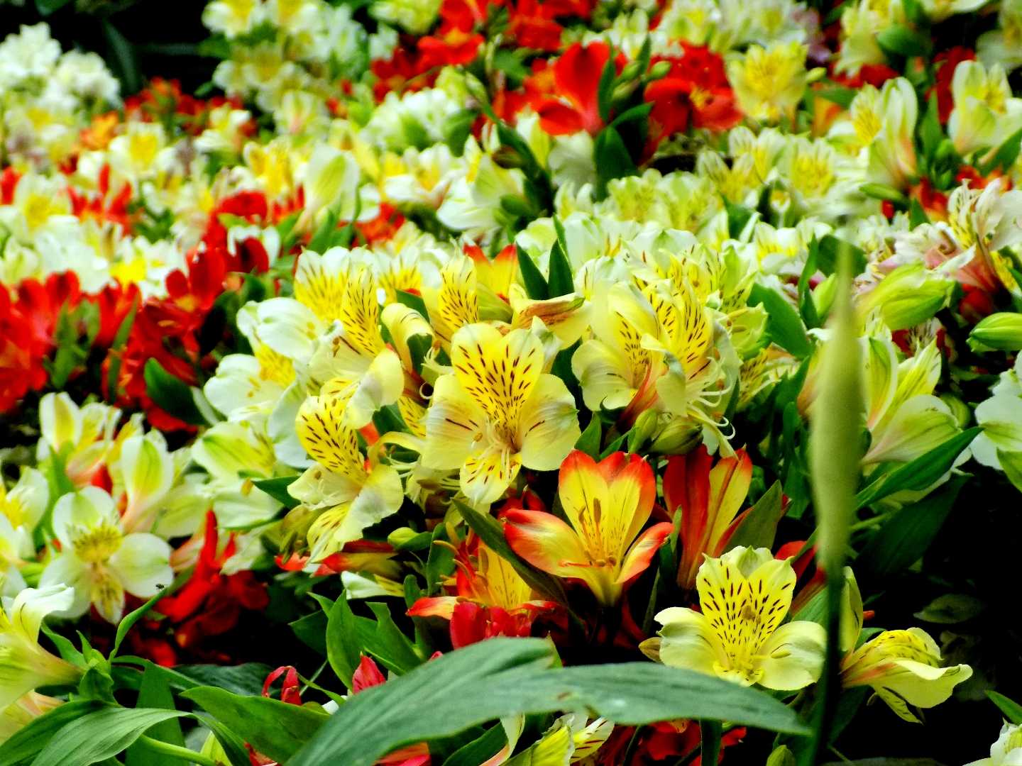 Floral Beauty