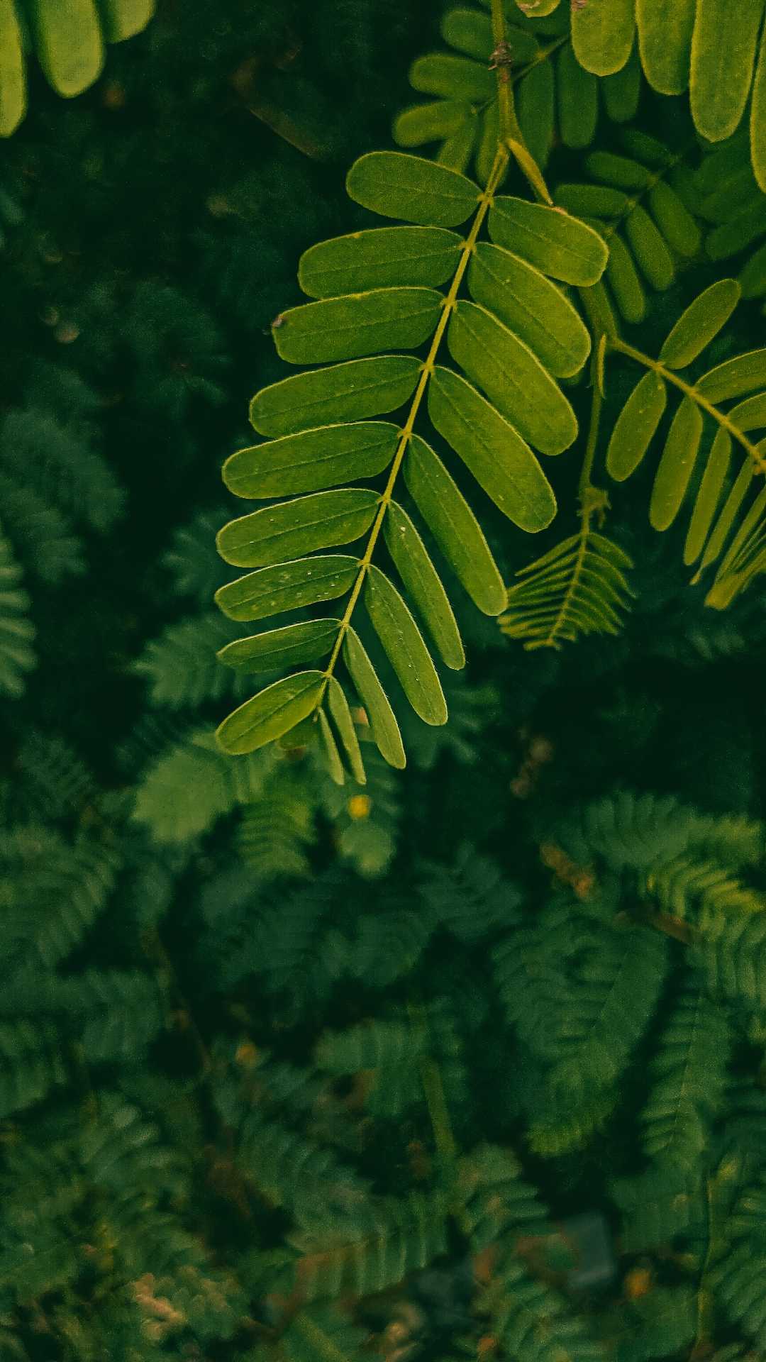 nature