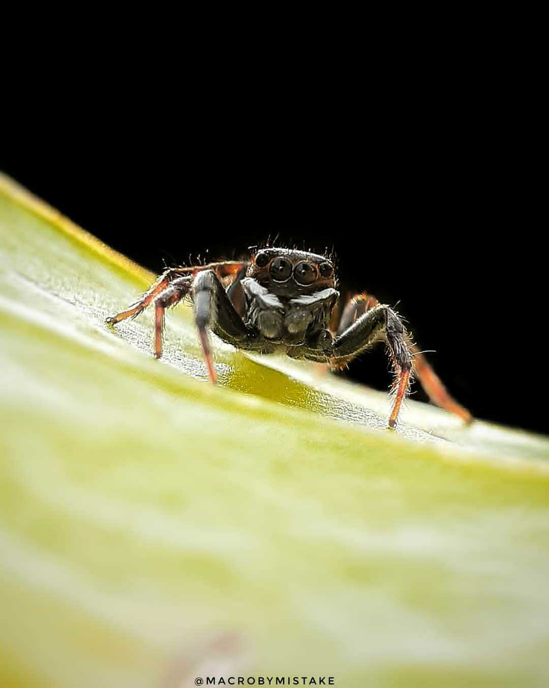 spider