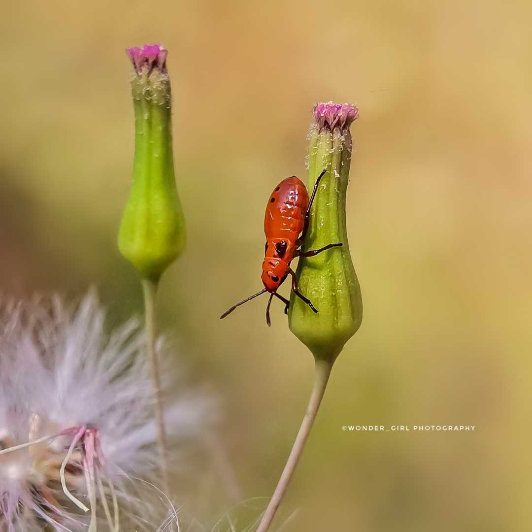 Milk weed Bug