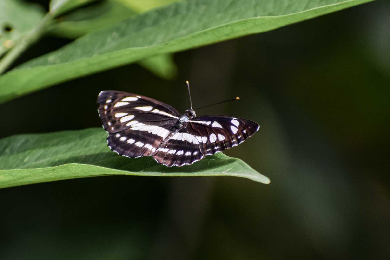 zebra Wing
