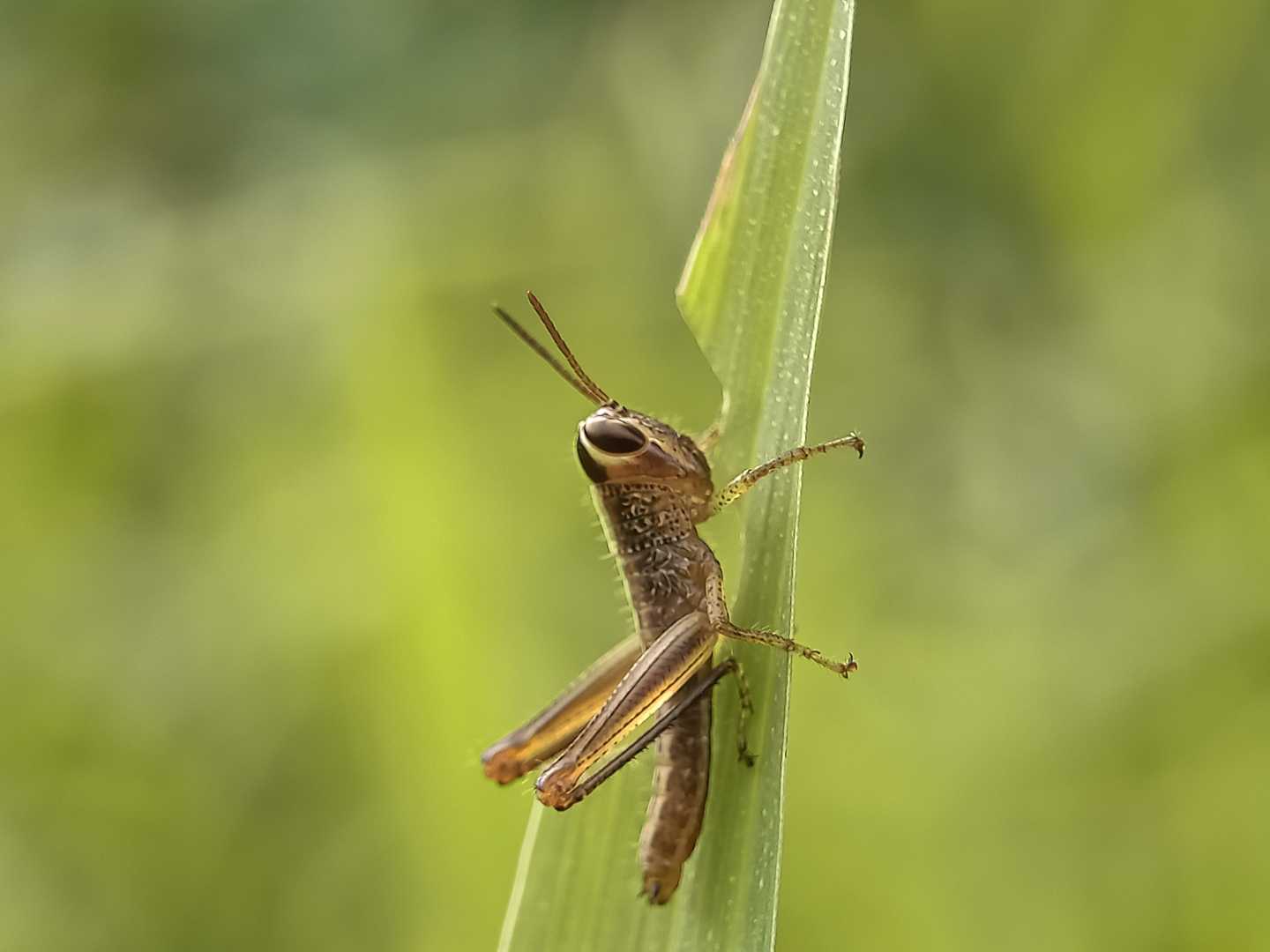 Belalang padi