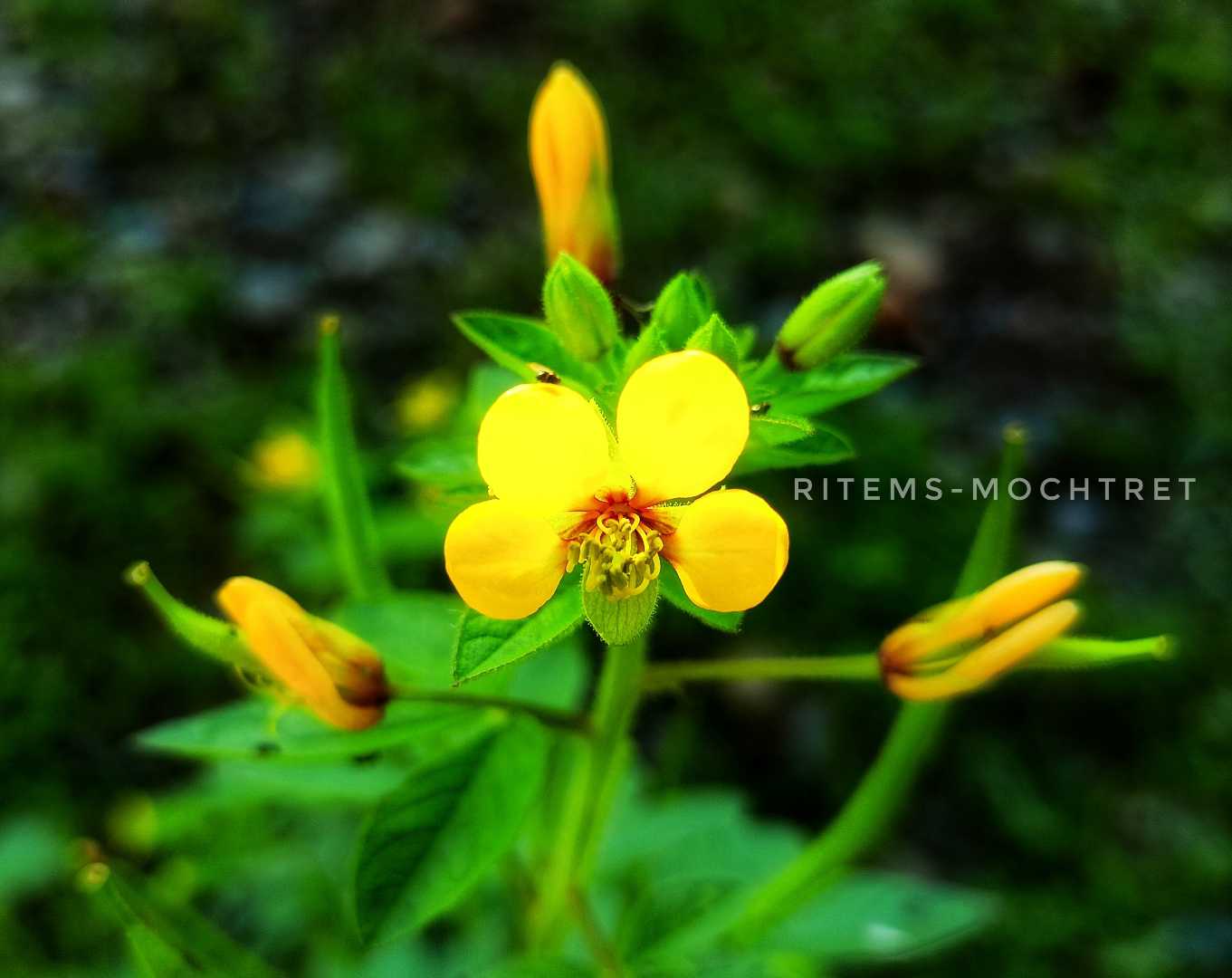 Cleome viscose
