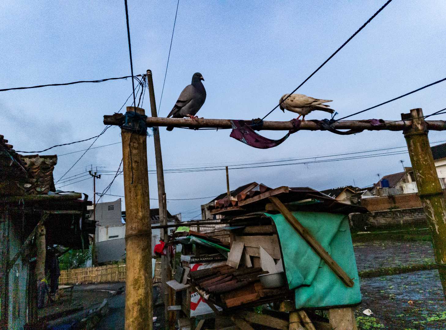 burung merpati