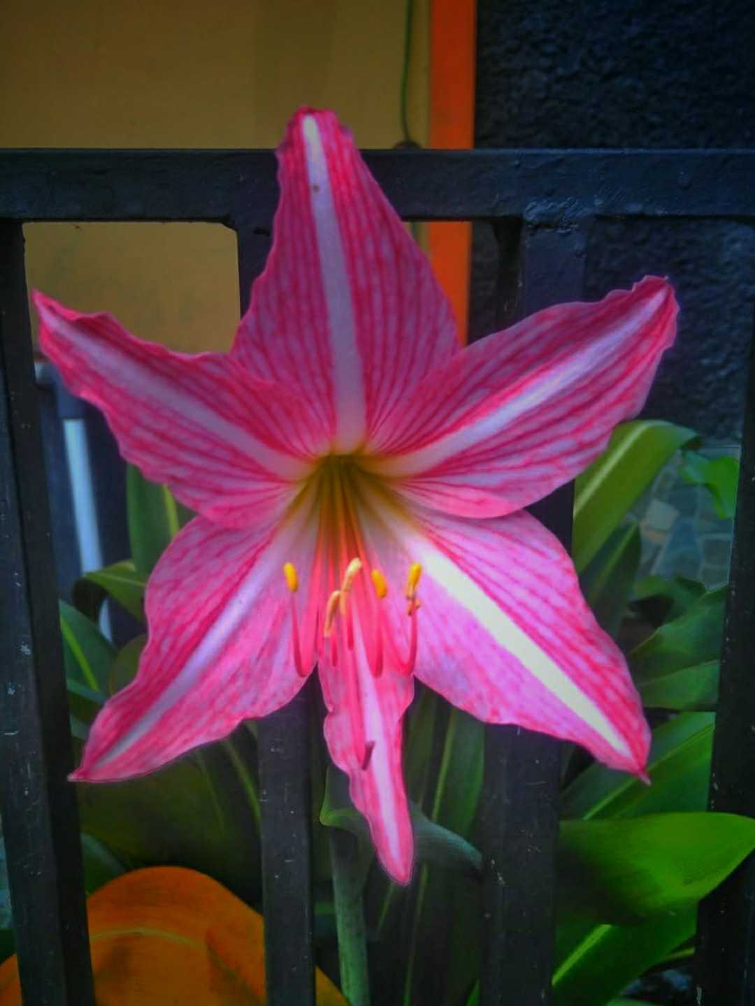 Amarilis
