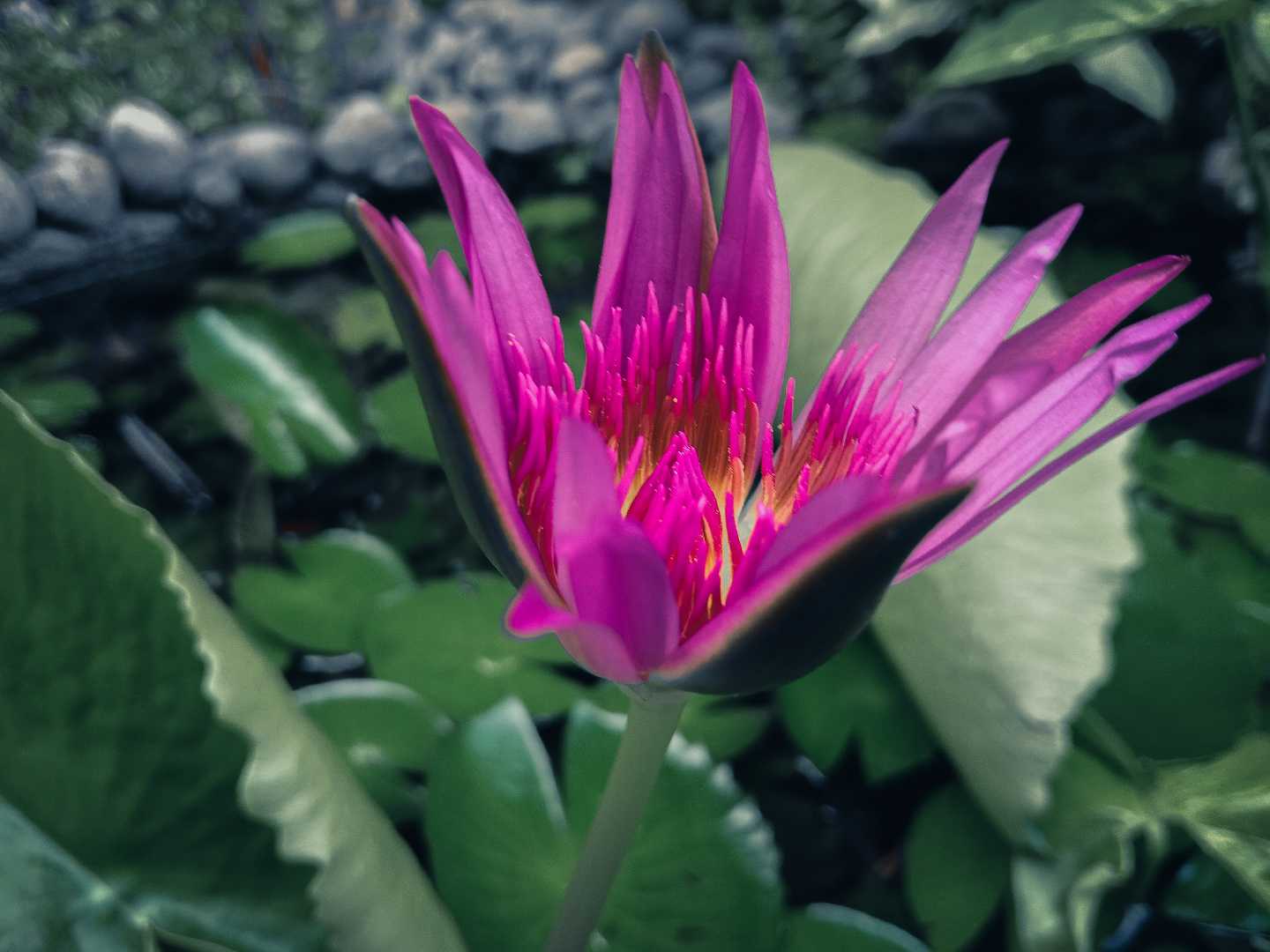 Teratai